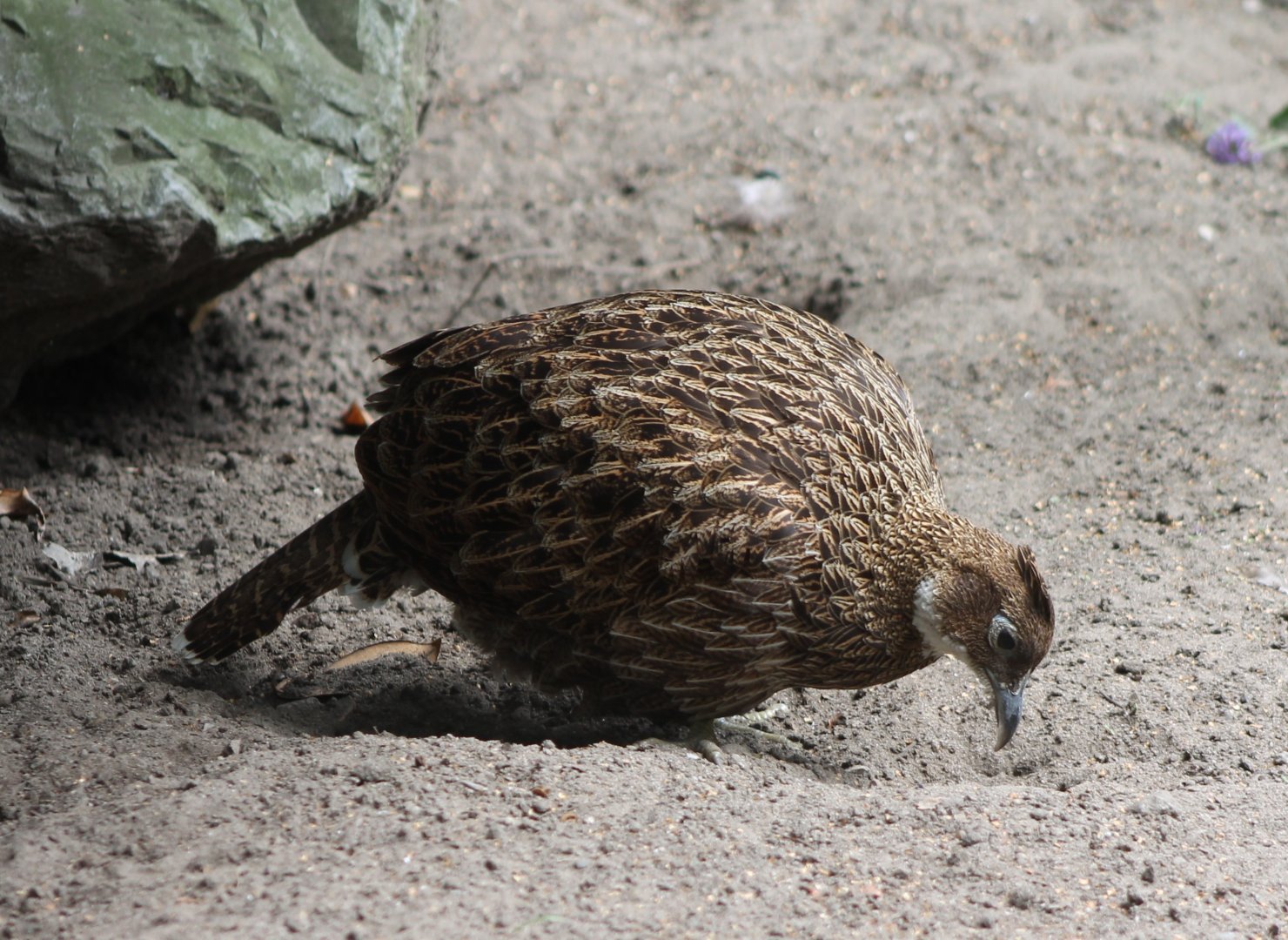 Female Himalayan monal