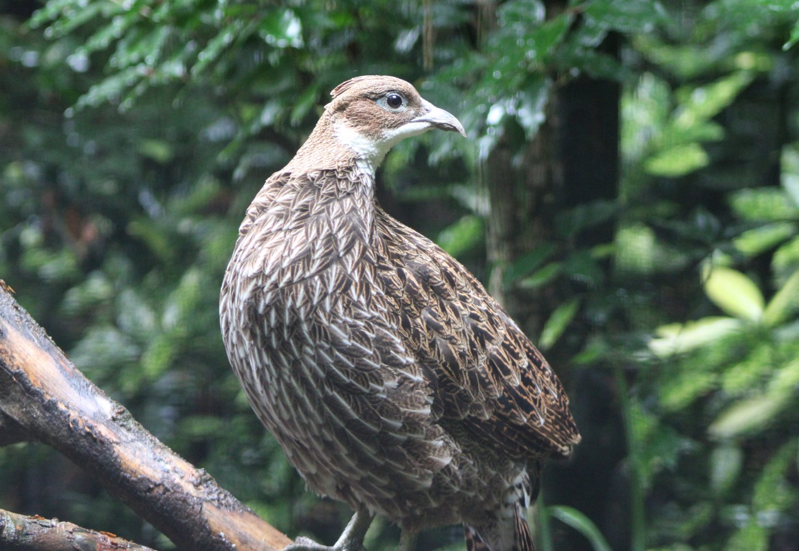 Female Himalayan monal