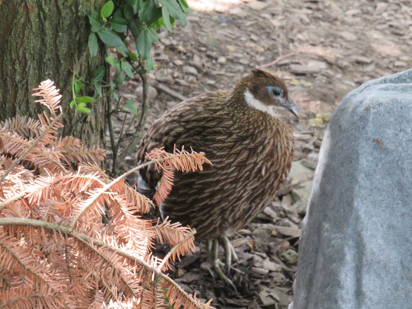 Female Himalayan monal