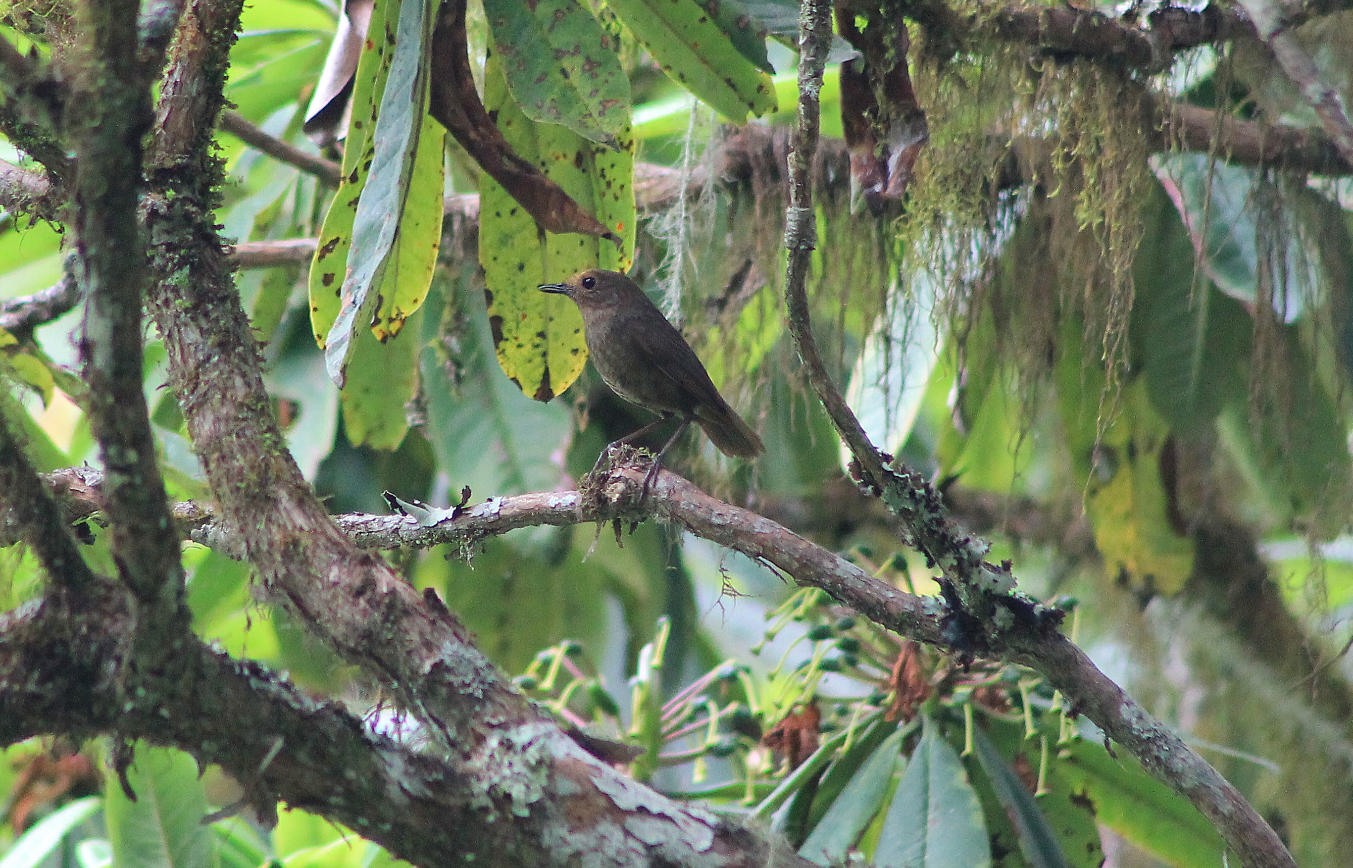 female Himalayan Shortwing (Brachypteryx cruralis)