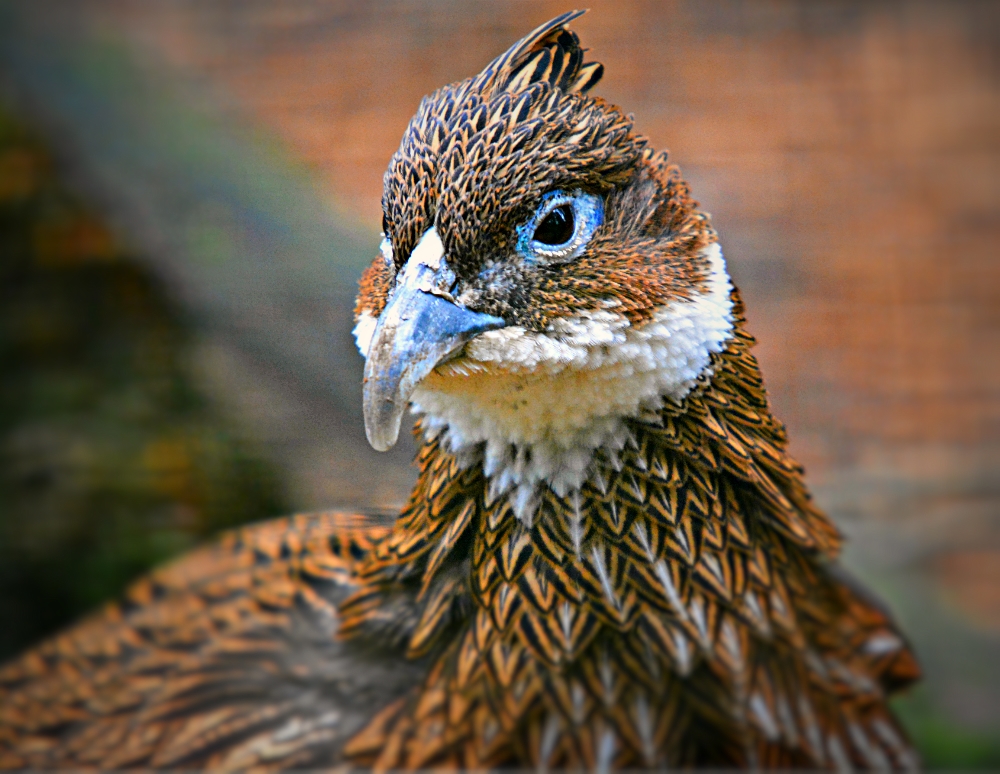Female Himalayian Monal