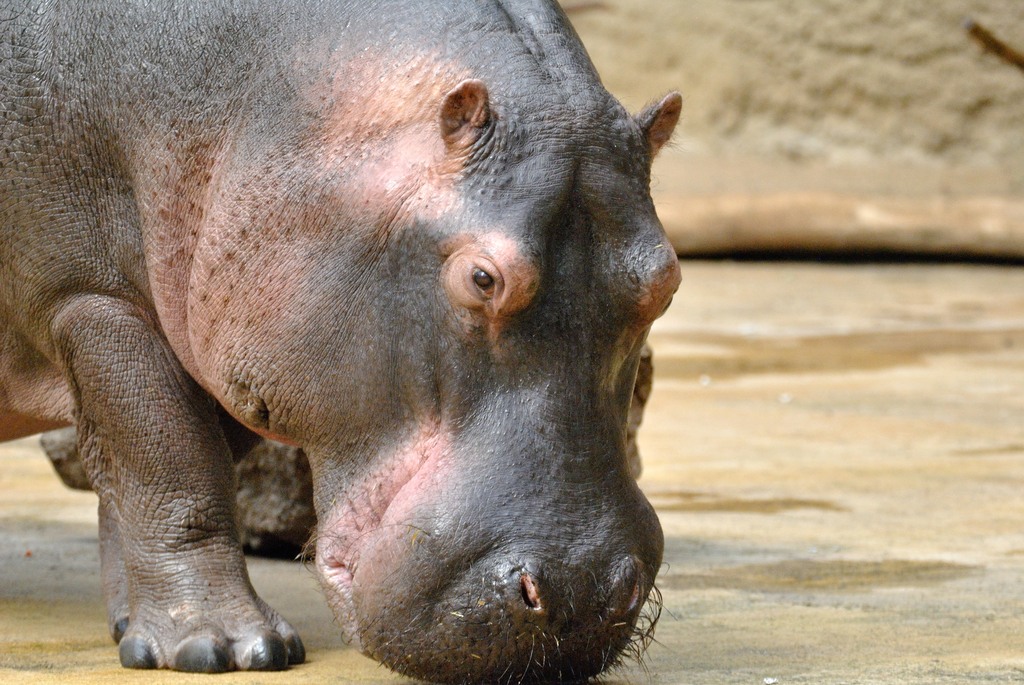 Female hippo