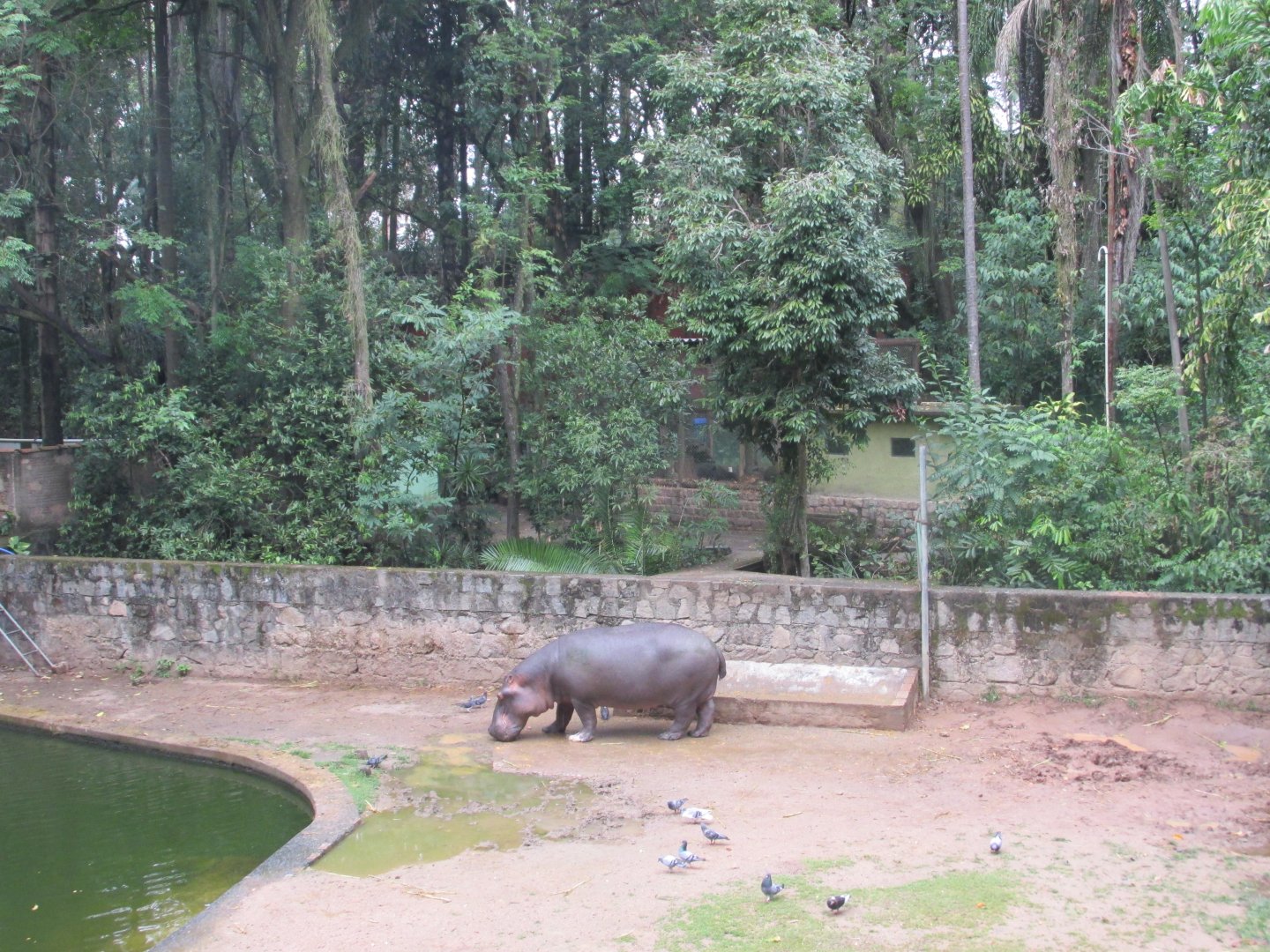 female hippopotamus