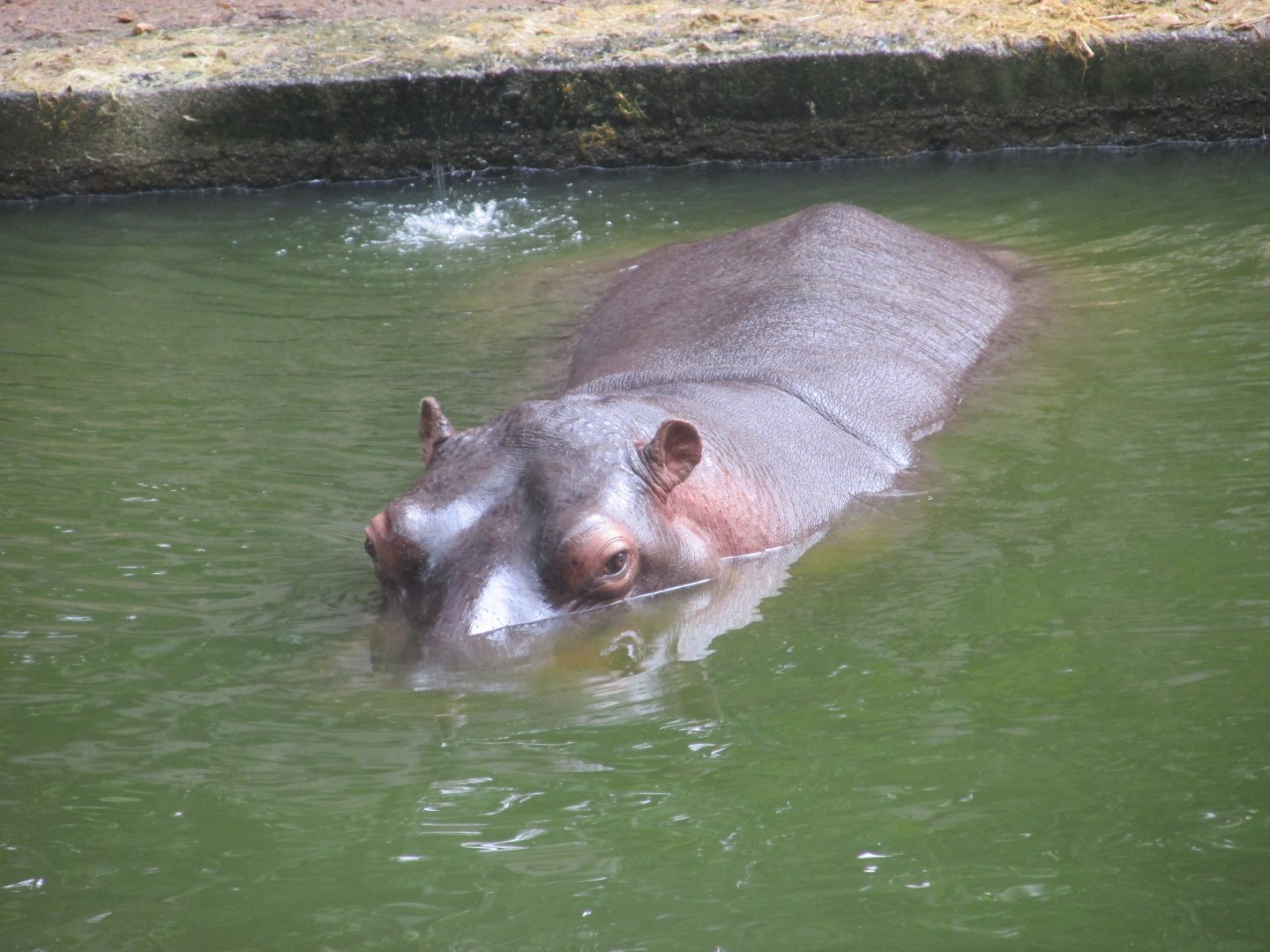 female hippopotamus