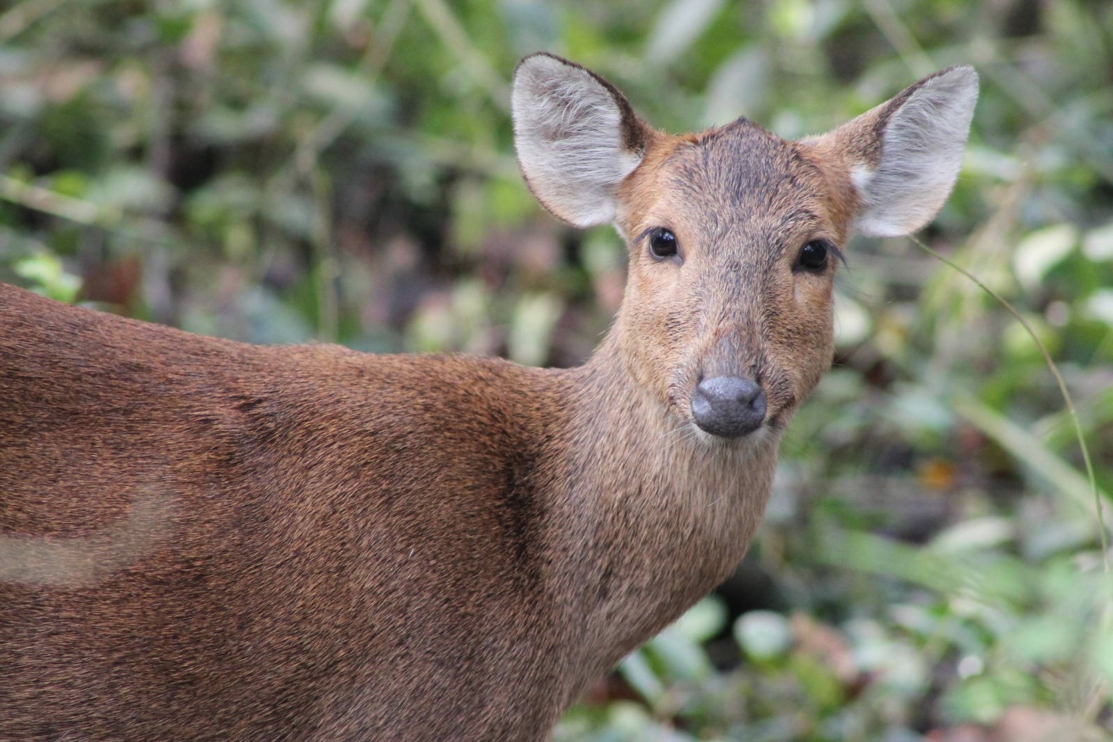 female Hog Deer (Axis porcinus)