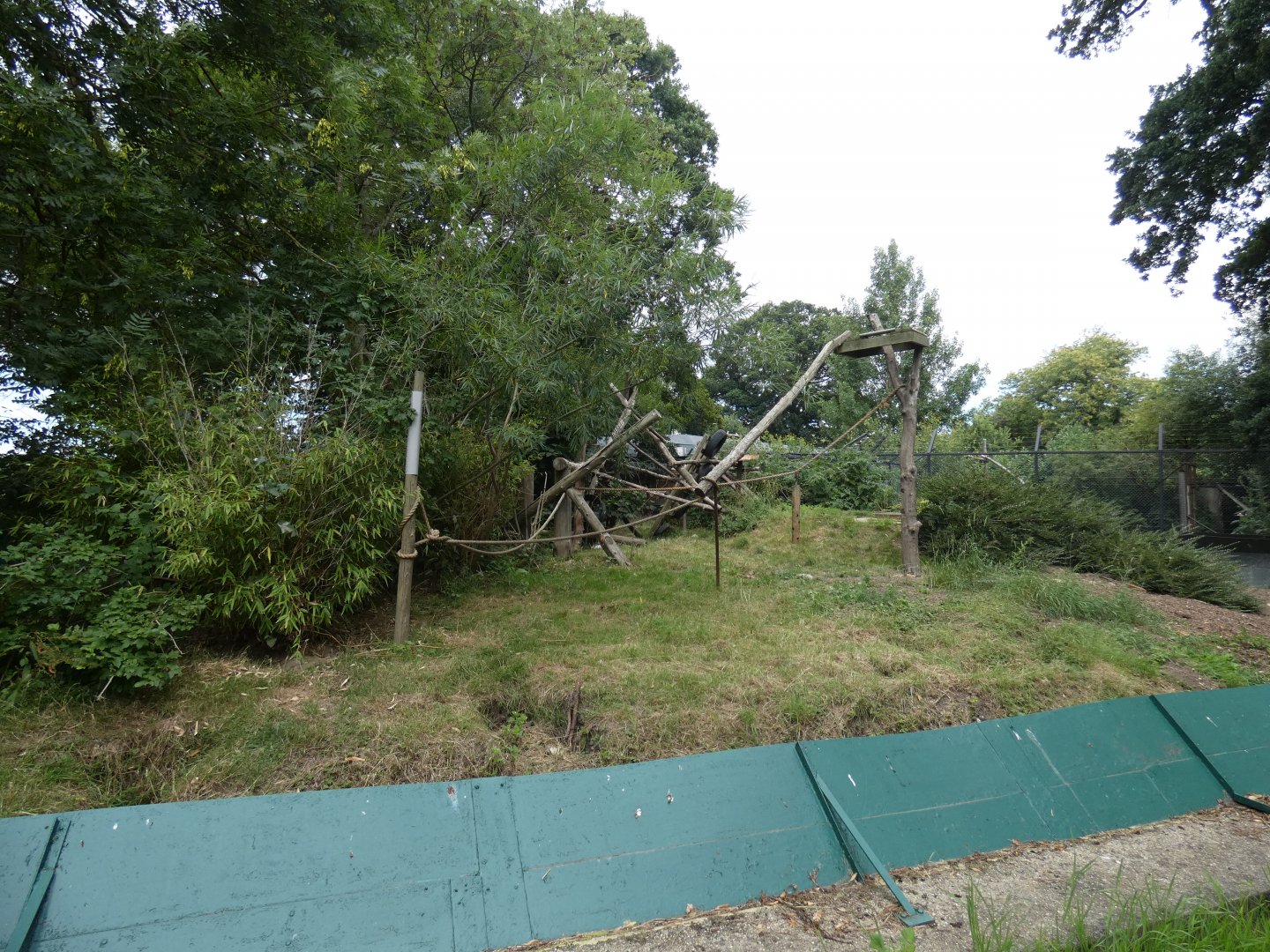 female Honey Badger enclosure