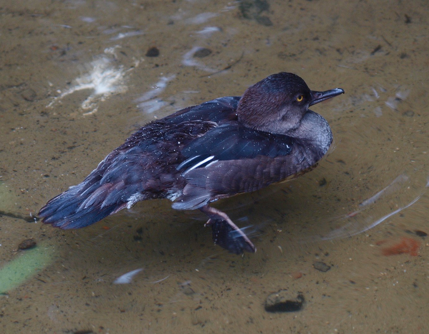 Female Hooded merganser (Lophodytes cucullatus), 2015-07-19