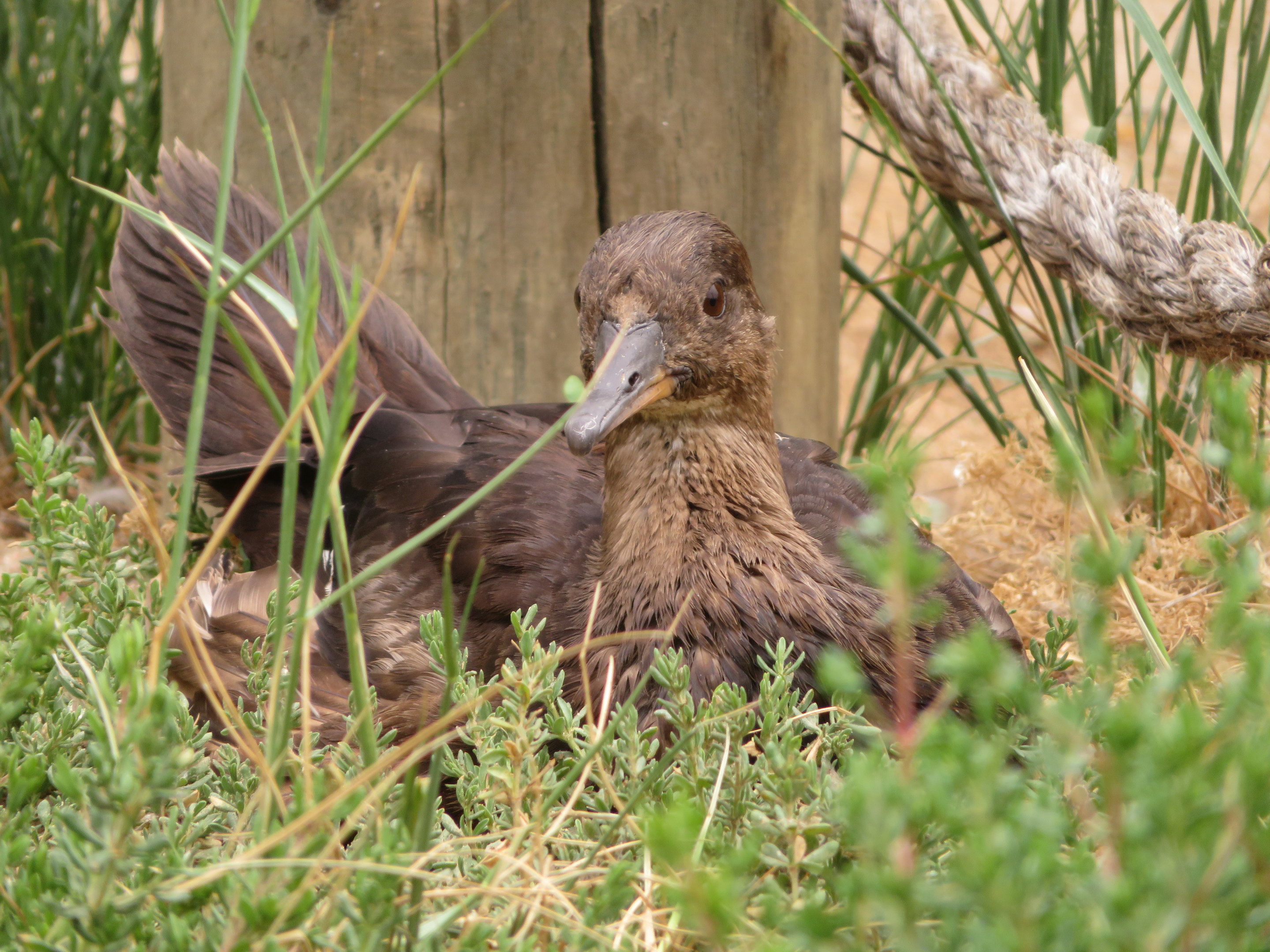 Female Hooded Merganser