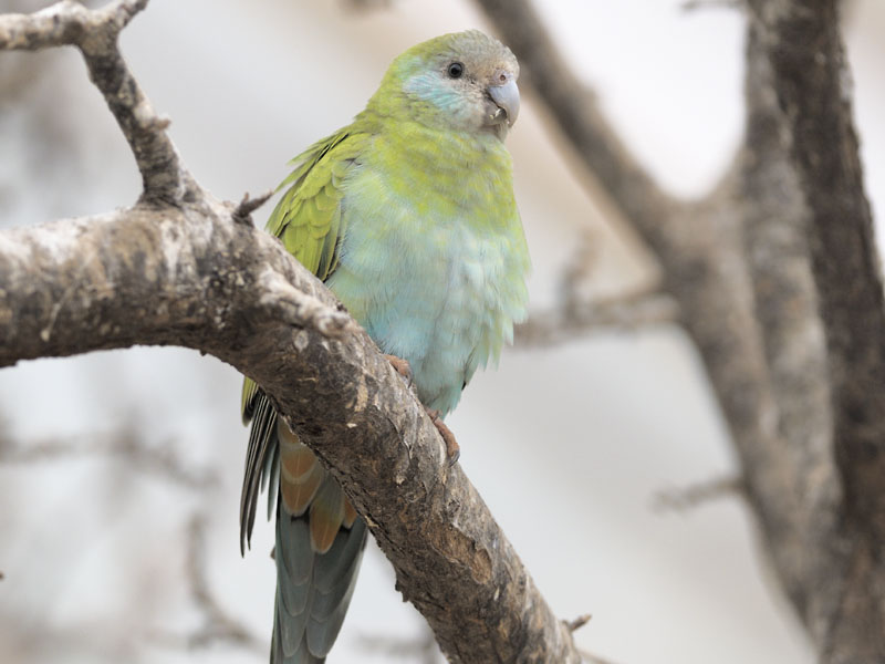 Female hooded parakeet at Paignton