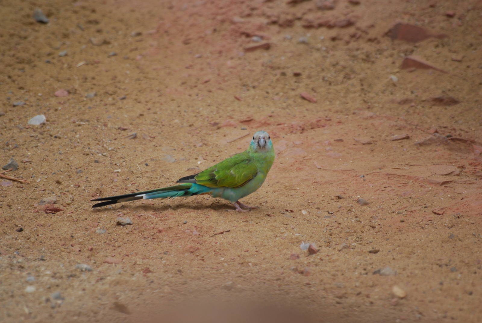 Female hooded parakeet?