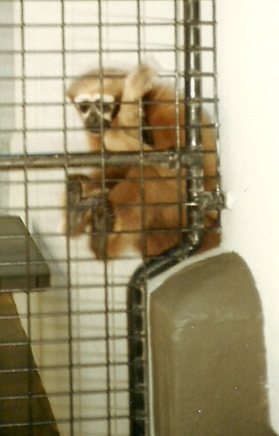 Female Hoolock Gibbon, Perth Zoo - June 1987