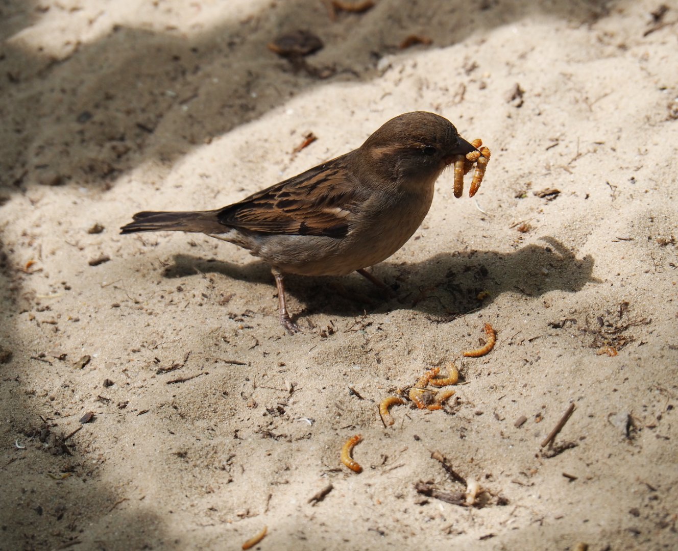 Female house sparrow (Passer domesticus) collecting mealworms, 2019-05-25