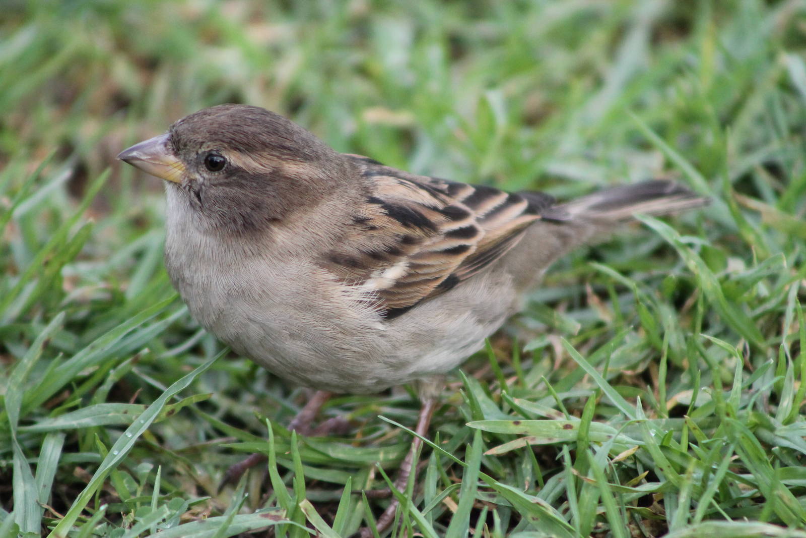 Female house sparrow (Passer domesticus)