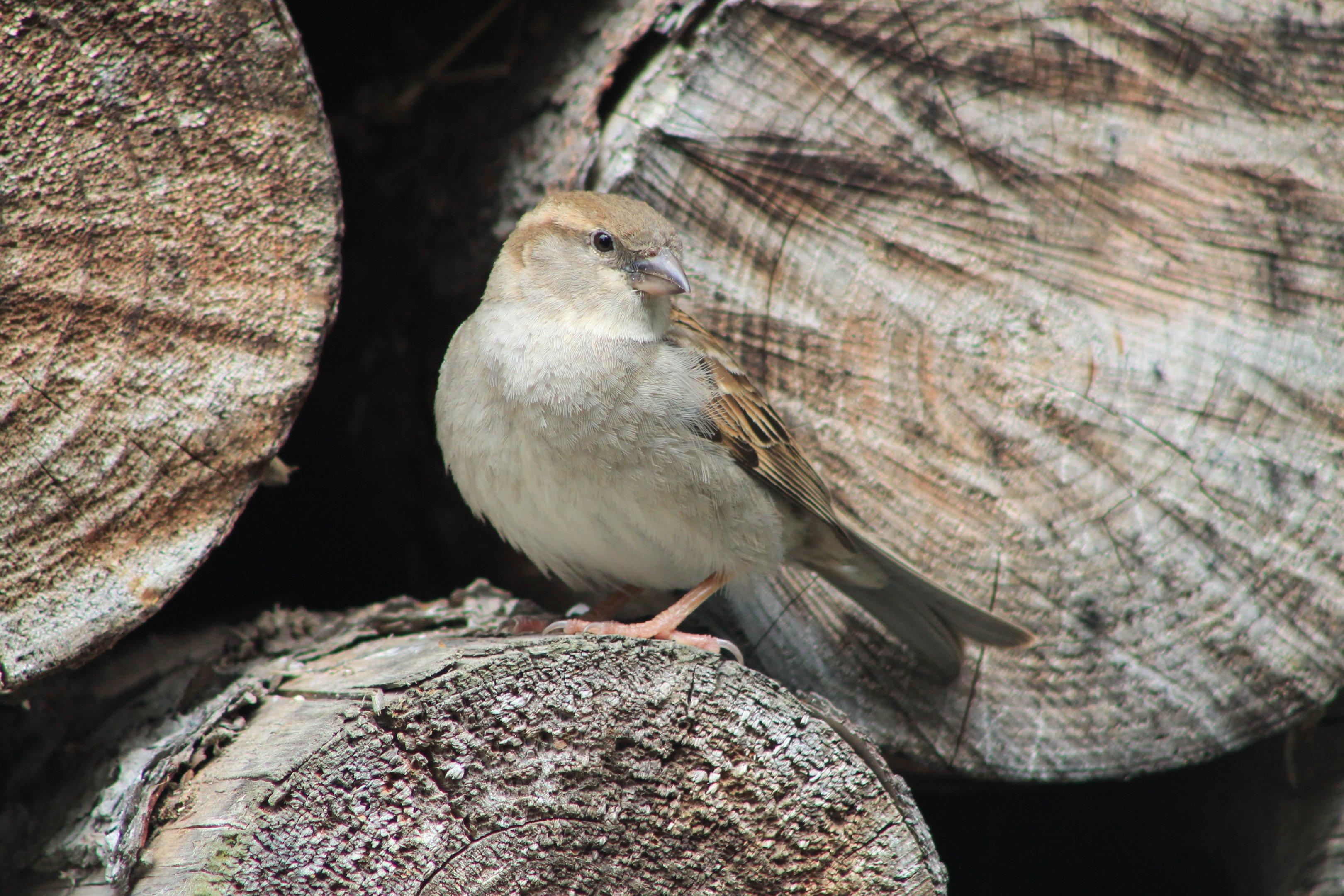 Female House Sparrow (Passer domesticus)