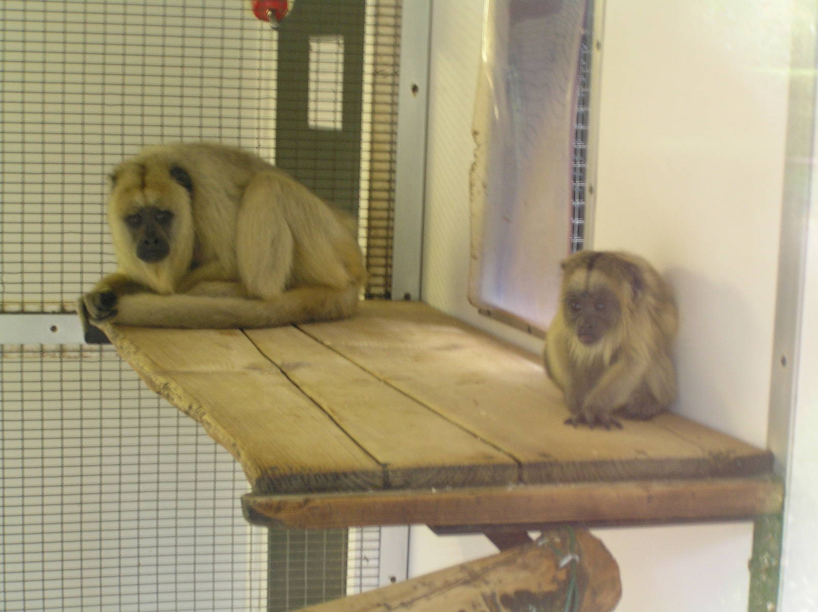 Female howler monkey and baby - Twycross zoo 05