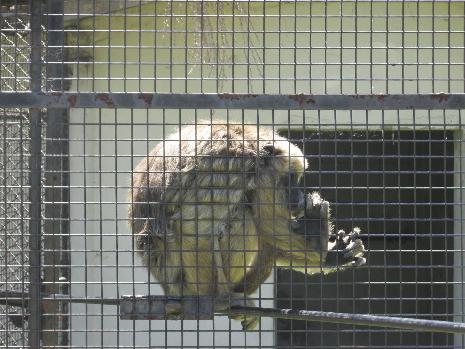 female howler monkey BA zoo