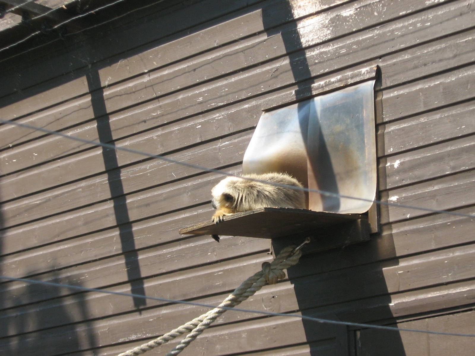 female howler monkey sleeping