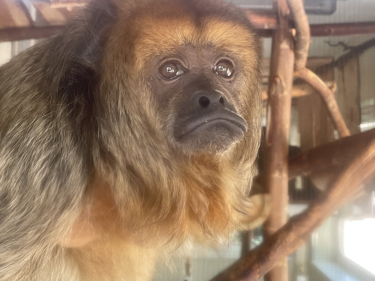 Female Howler Monkey