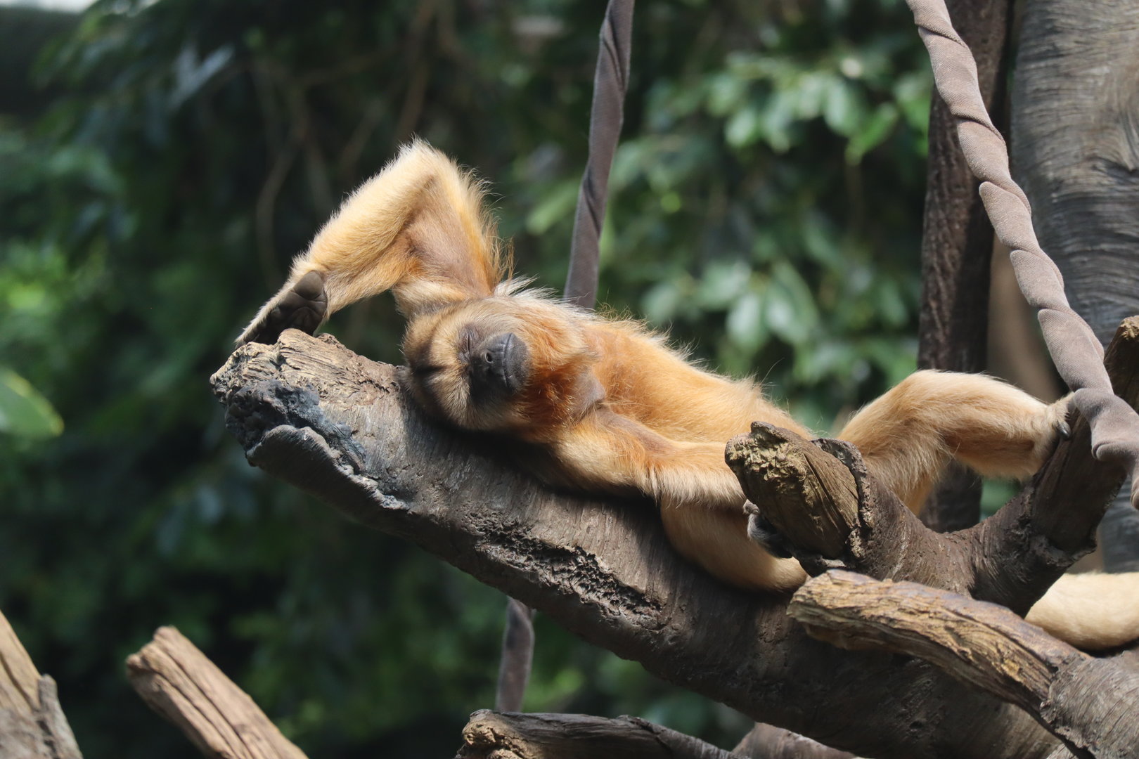 Female Howler Monkey