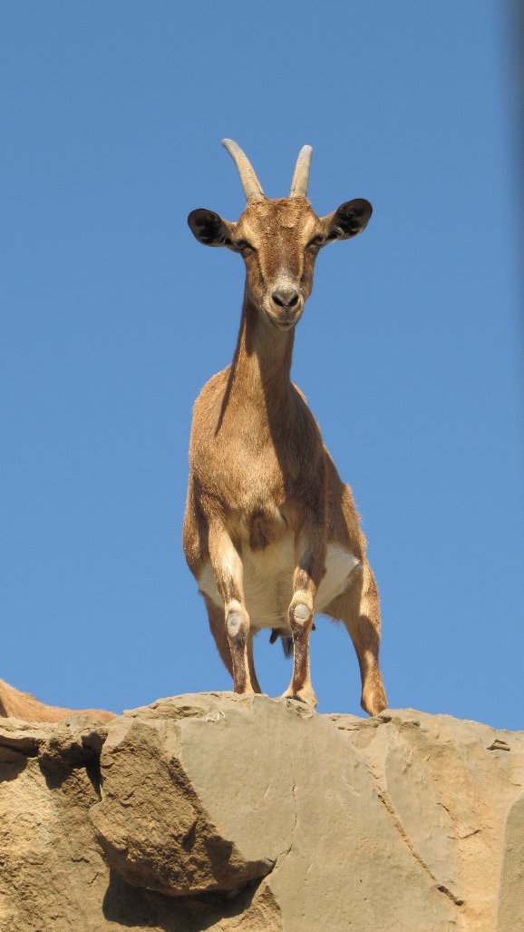 female ibex bezoar(dezful zoo)