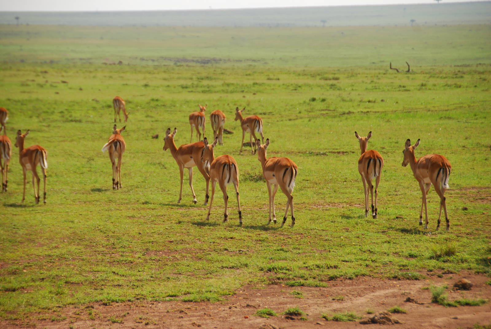 Female Impala - Masai Mara NR