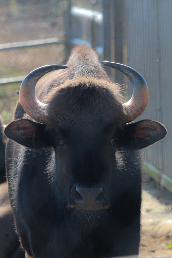female Indian Gaur- 20th March 2025