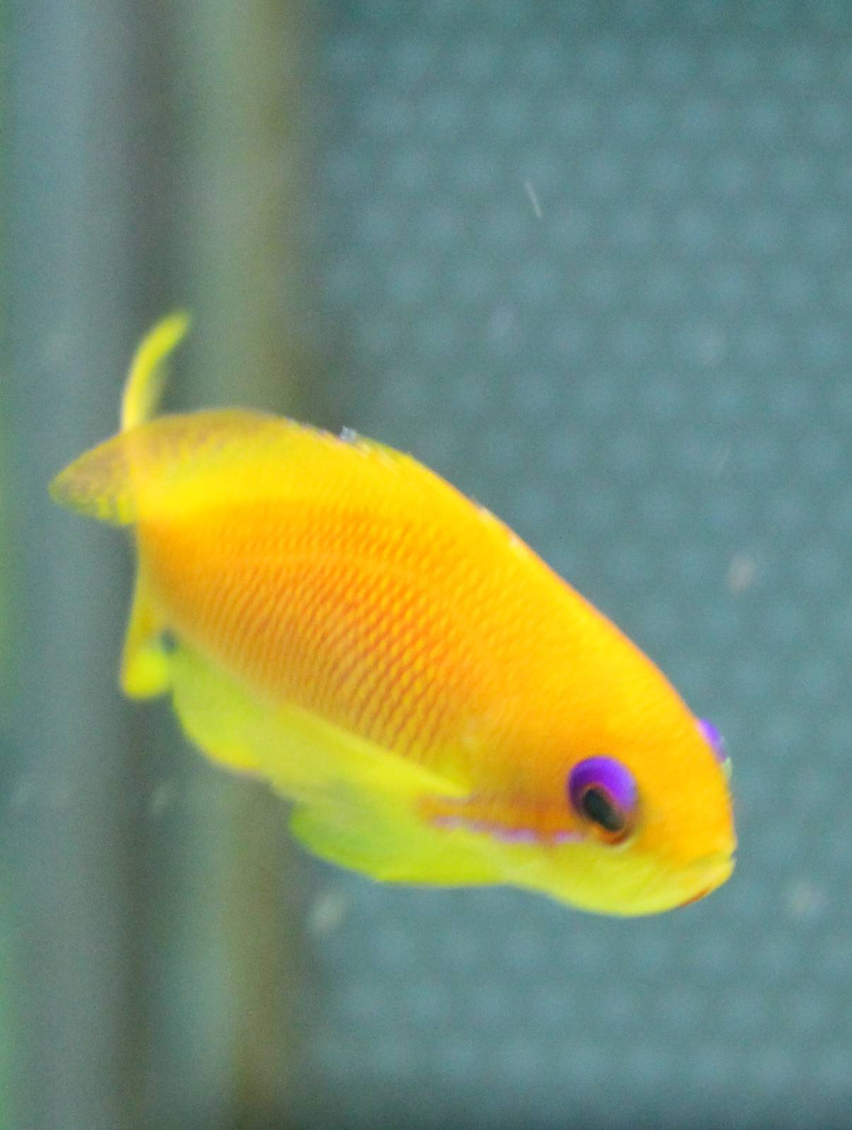 Female Indian Ocean Lyretail Anthias (Pseudanthias squamipinnis)