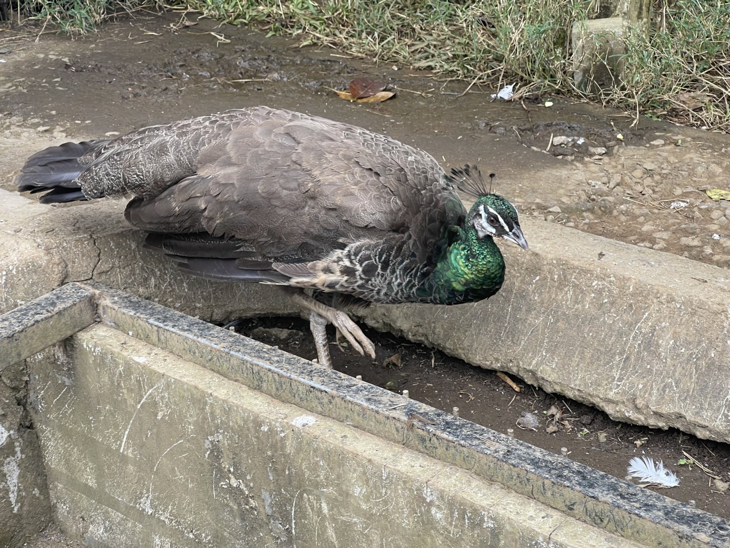 female indian peafowl (pavo cristatus)