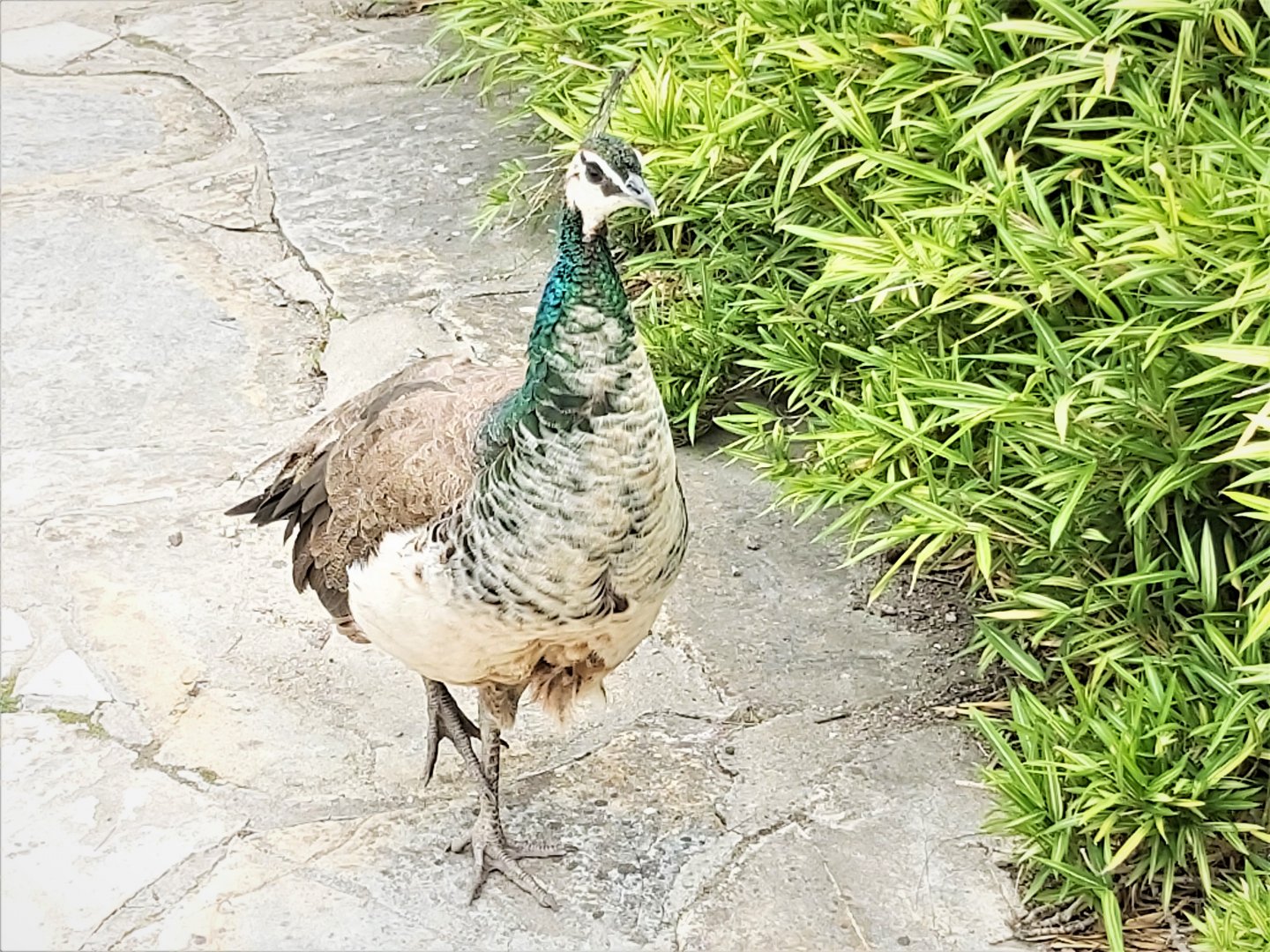 Female Indian peafowl