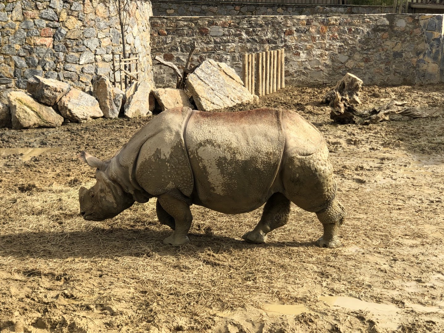 Female Indian Rhino at Faruk Yalçın Zoo