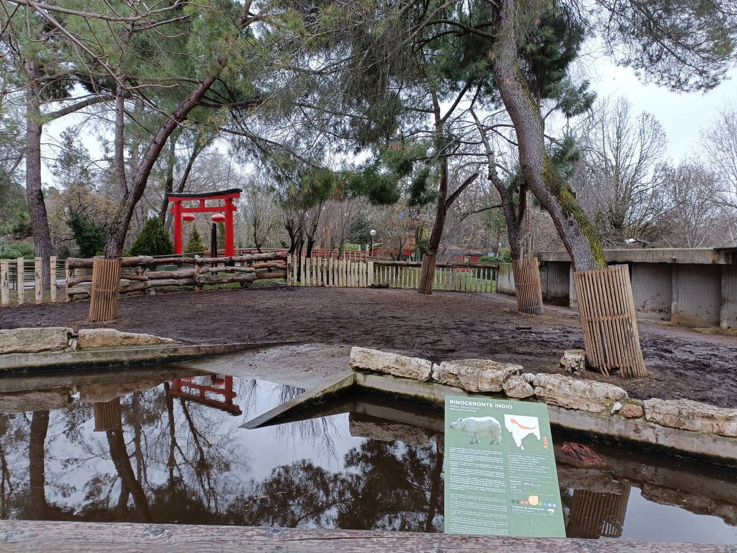 Female indian rhino exhibit
