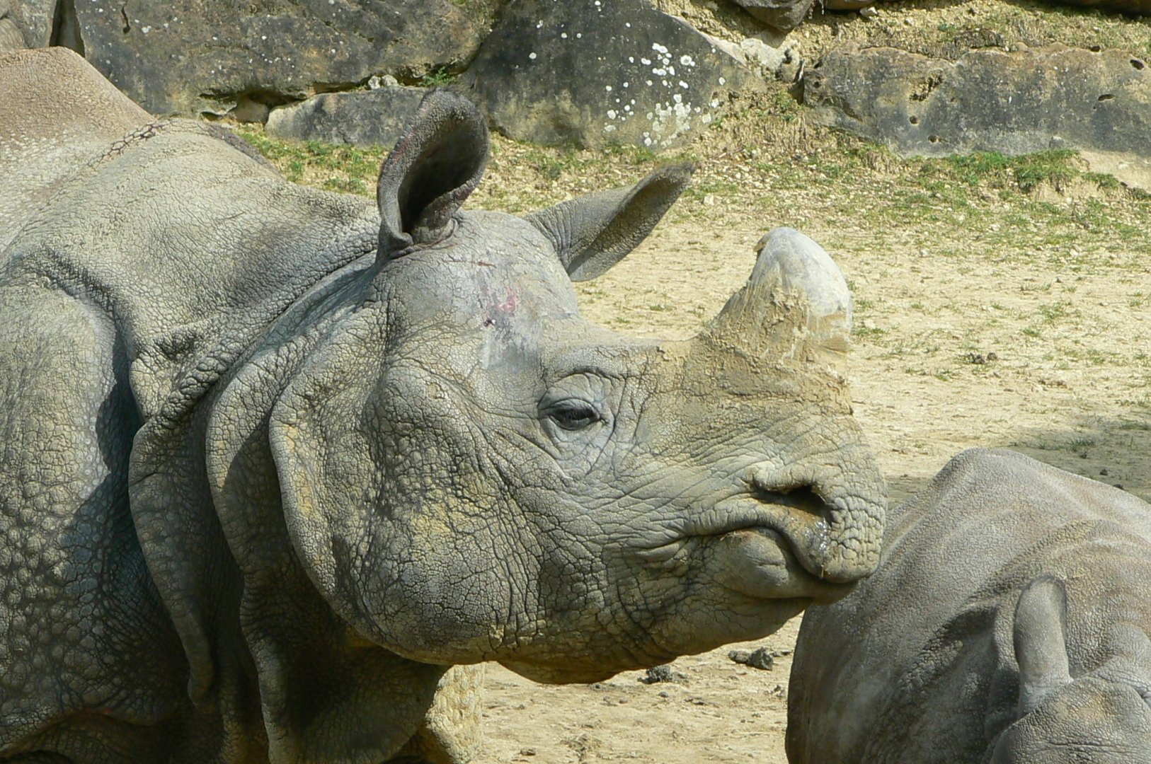 Female indian rhino