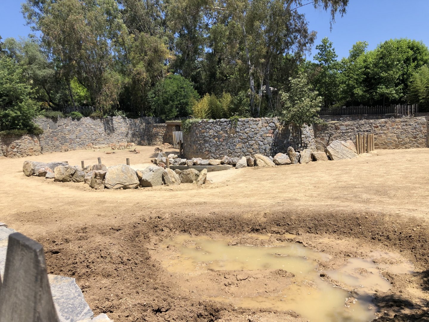 Female Indian rhinoceros exhibit