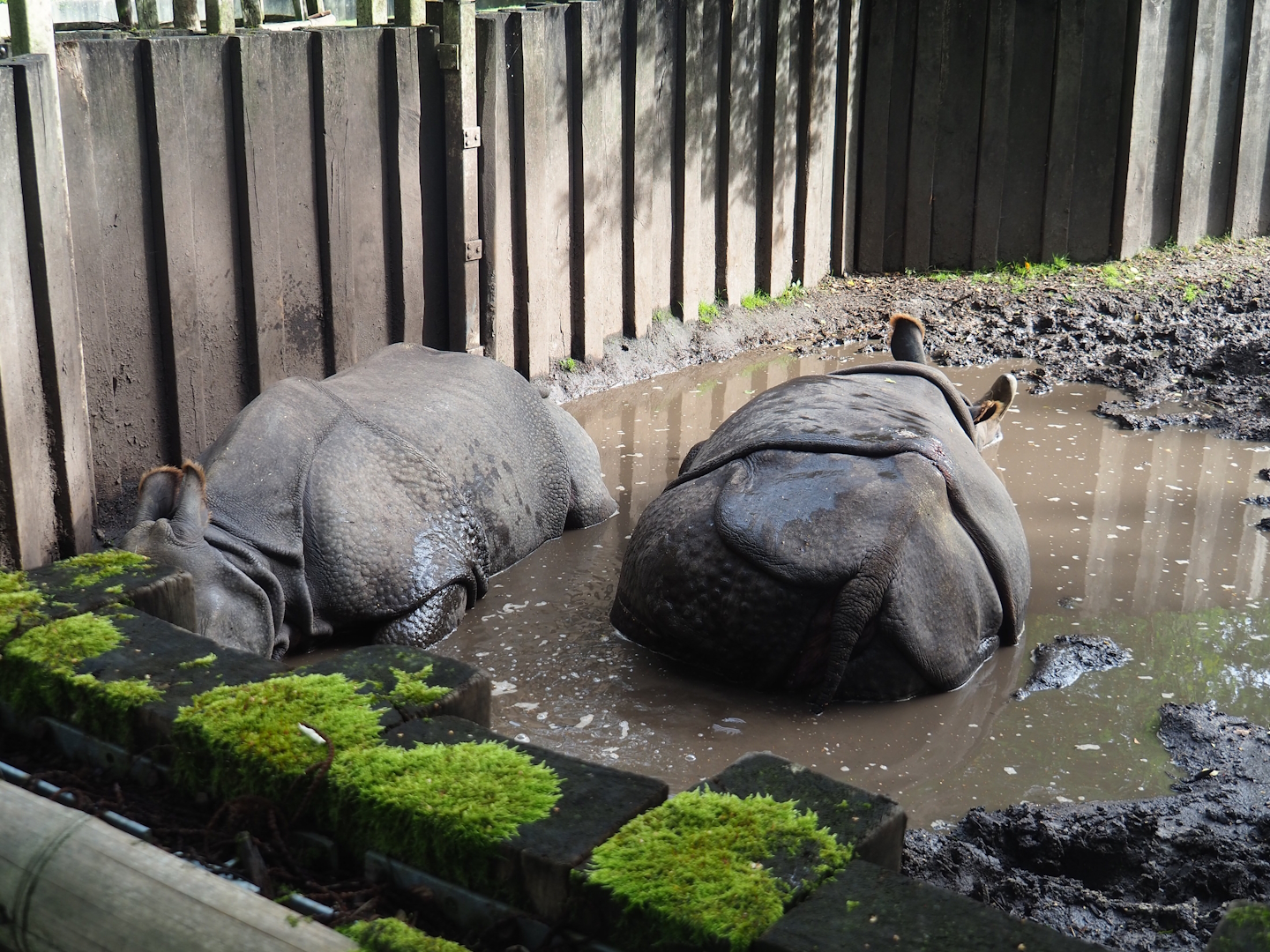 Female Indian rhinoceroses (Rhinoceros unicornis) in mud wallow, 2023-09-19