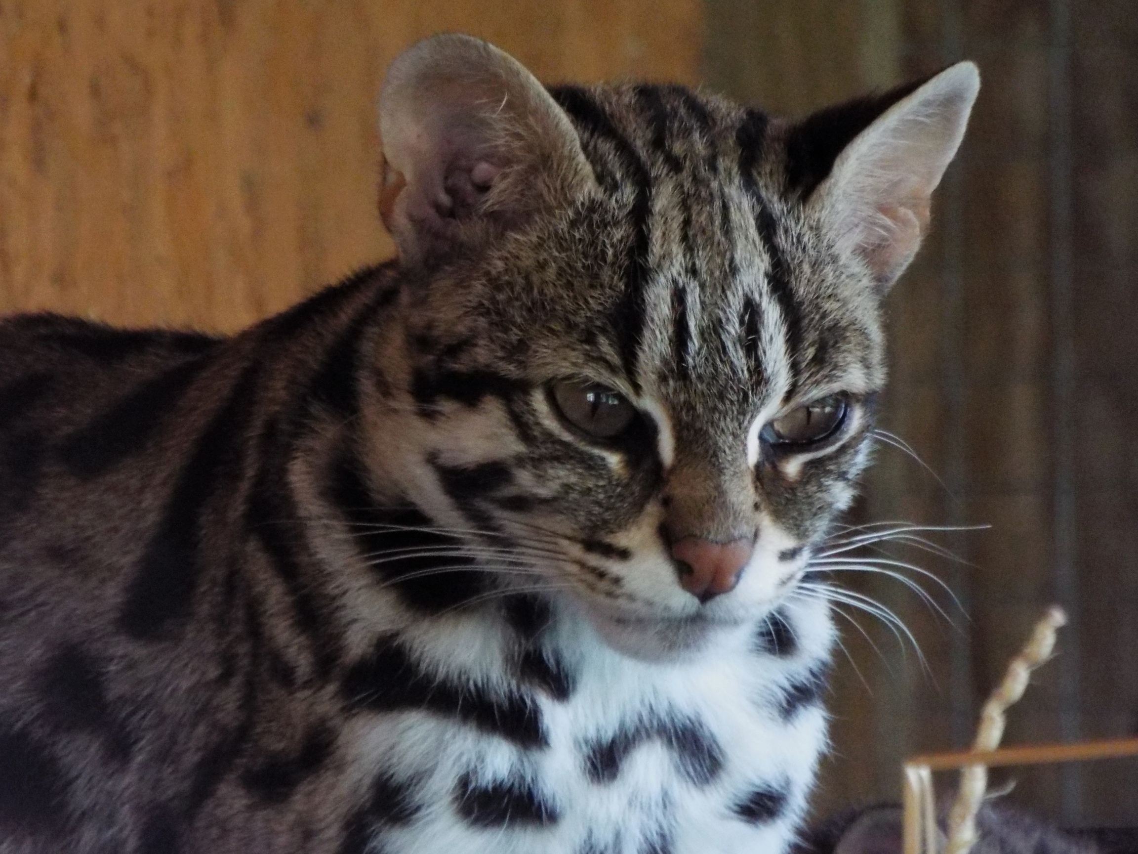 Female Indochinese Leopard Cat Axe Valley