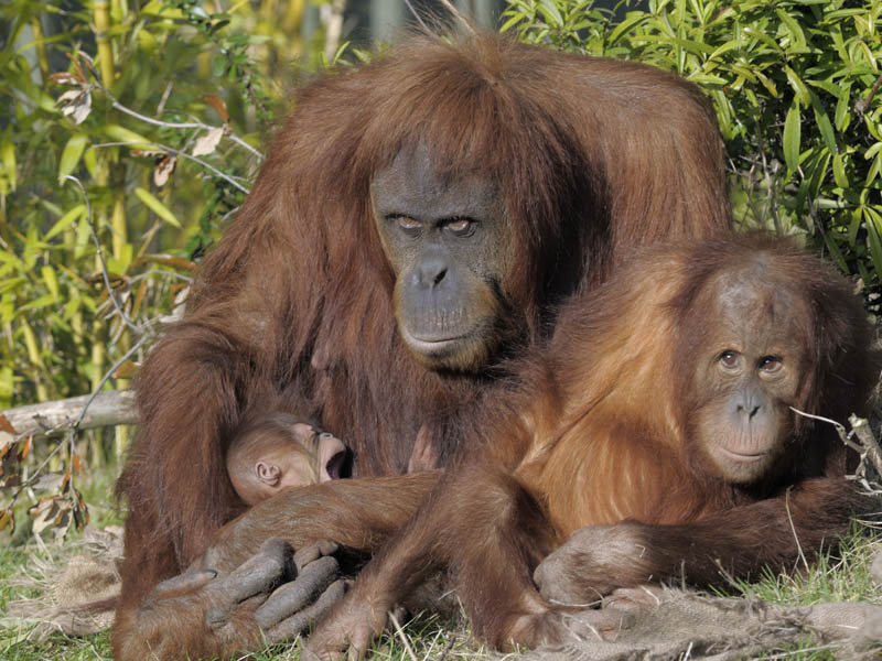 Female infant, Subis and Budi, Sumatran orang utans