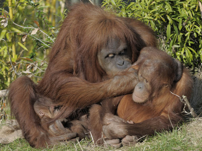 Female infant, Subis and Budi, Sumatran orang utans