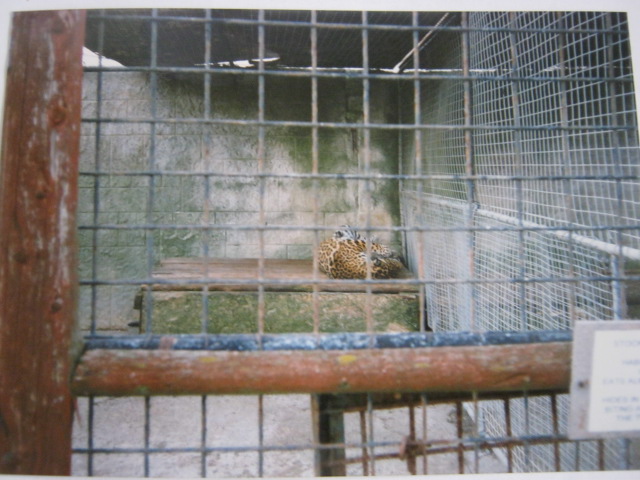 Female jaguar 1998.