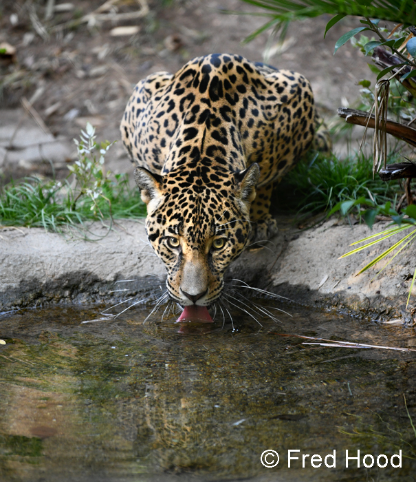 female jaguar drinking