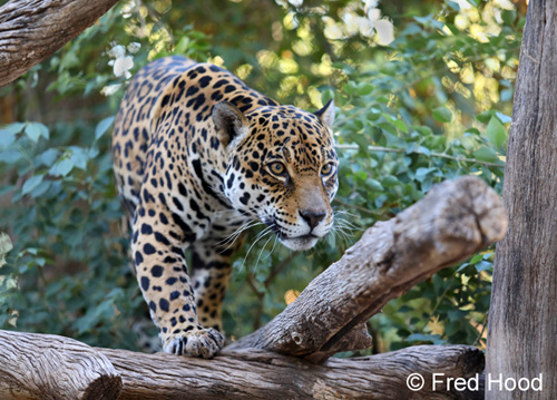 female jaguar in the trees