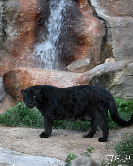 female jaguar Nikita