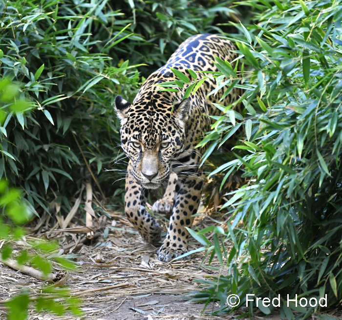 female jaguar stalking