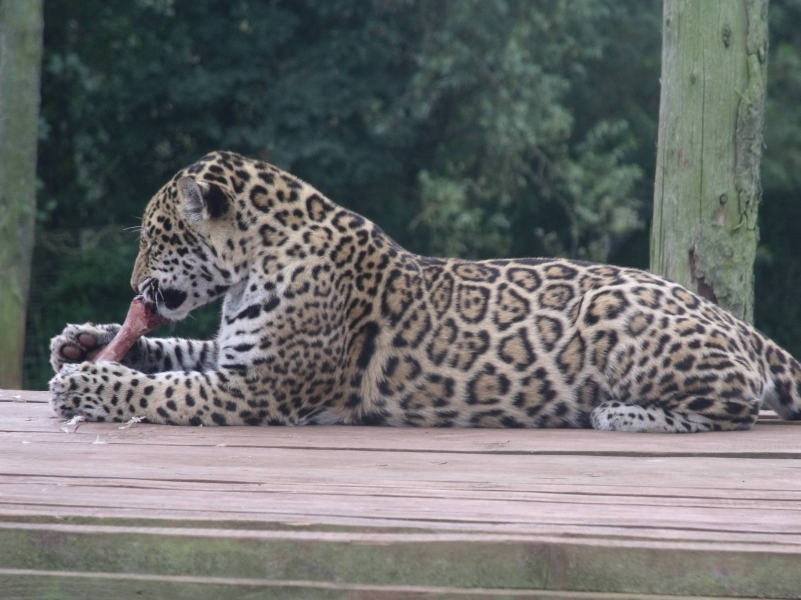 Female jaguar