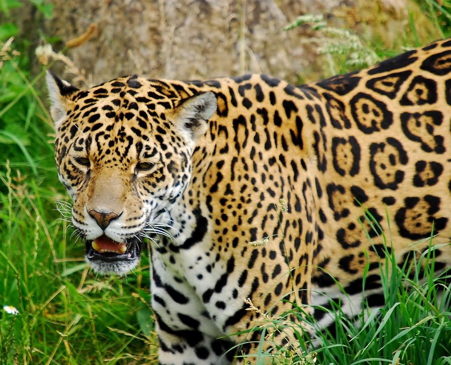 Female Jaguar