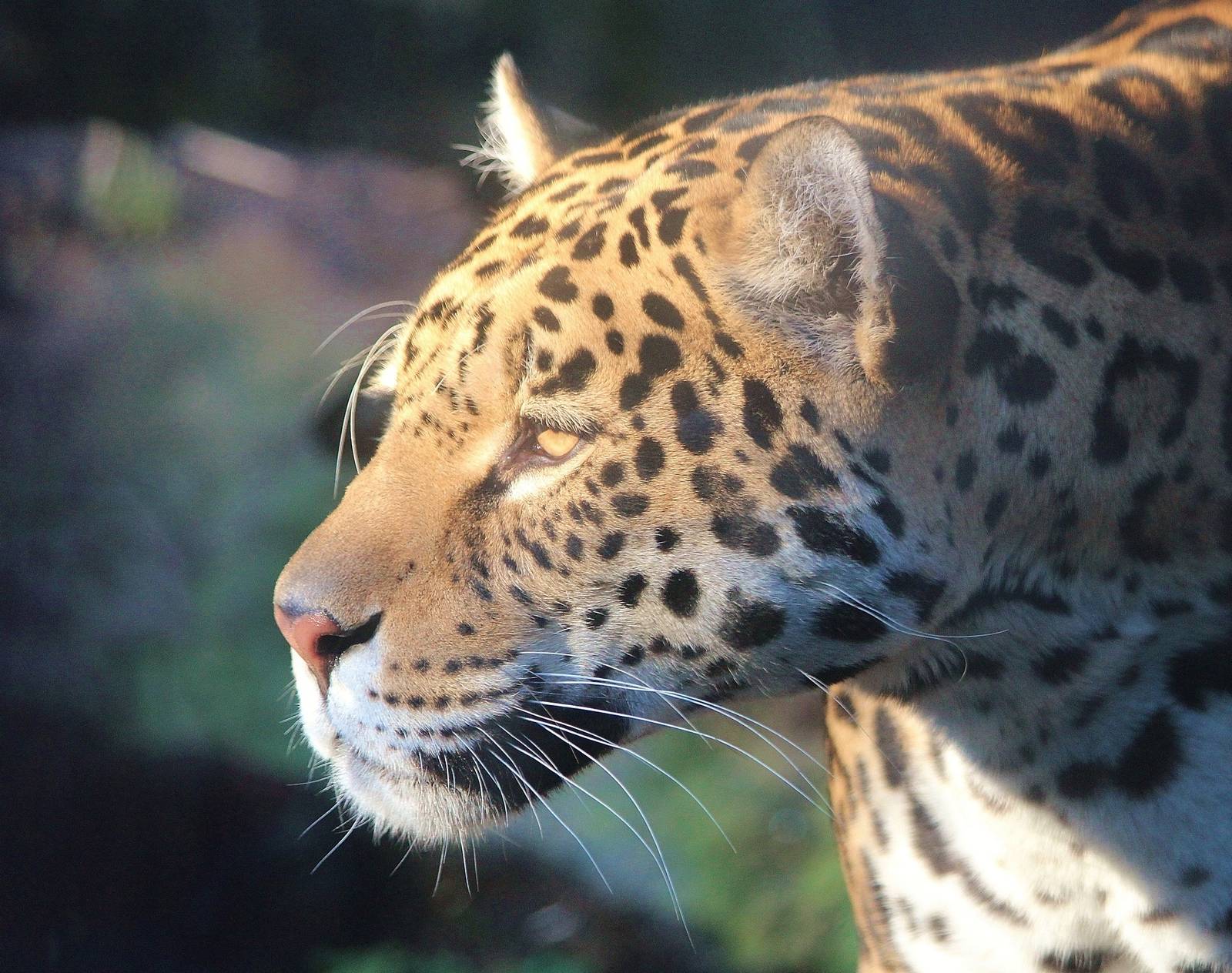 Female Jaguar
