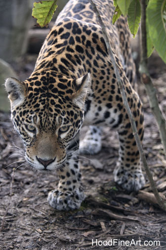 female jaguar