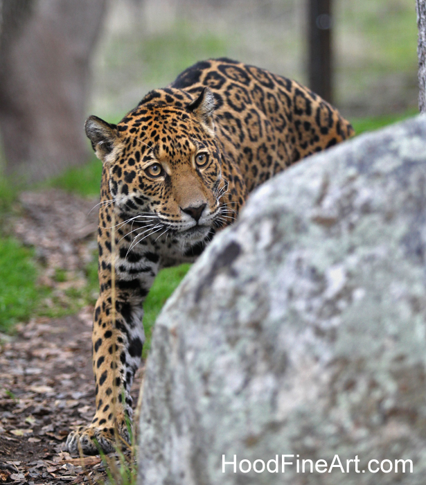 female jaguar