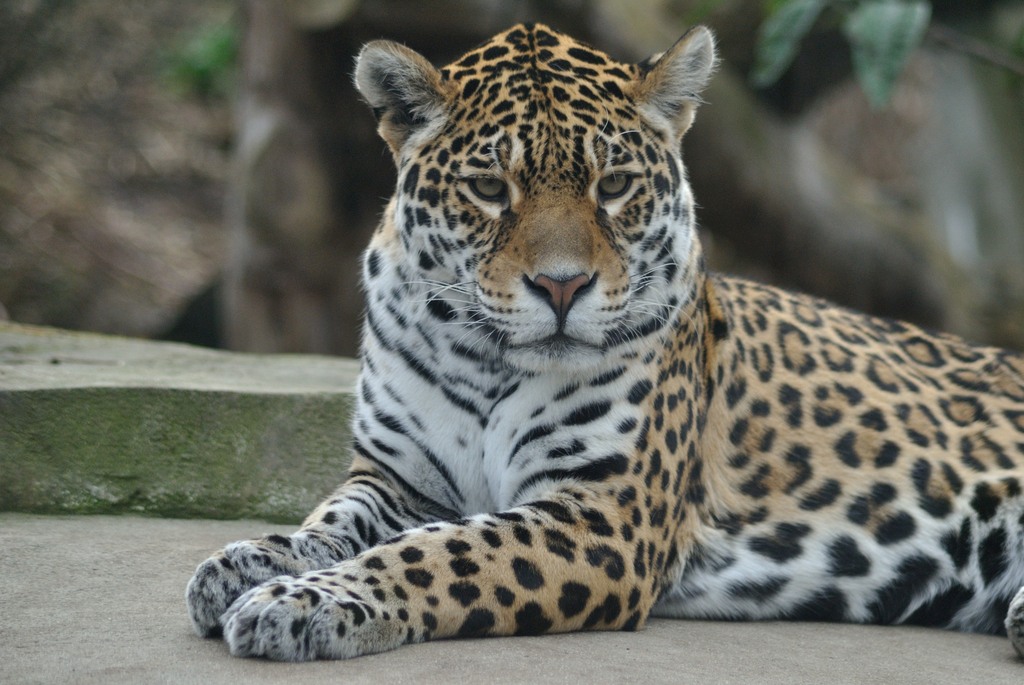 Female Jaguar
