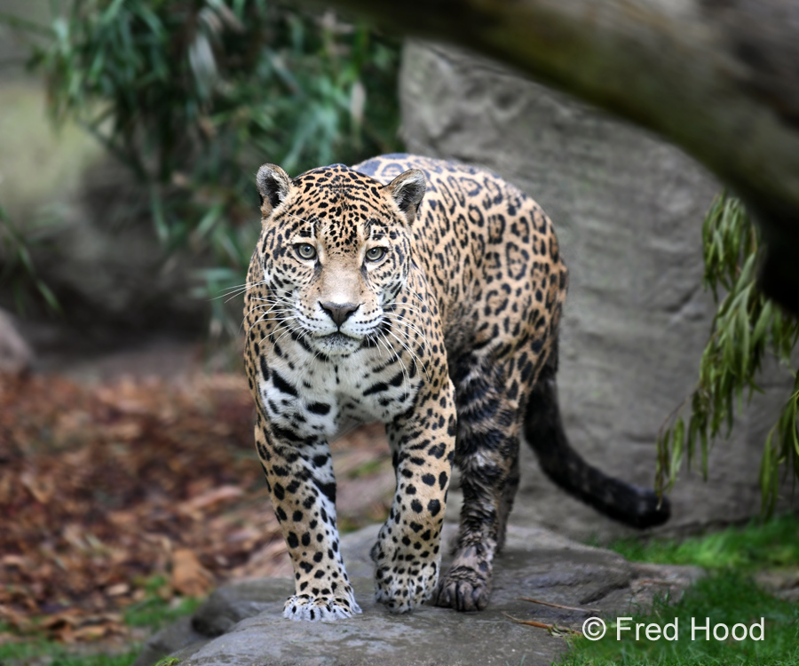 female jaguar