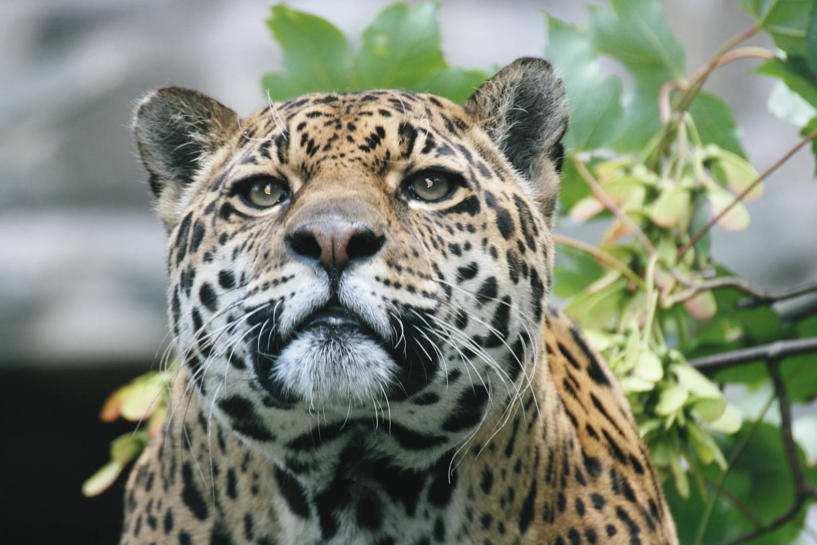 Female Jaguar